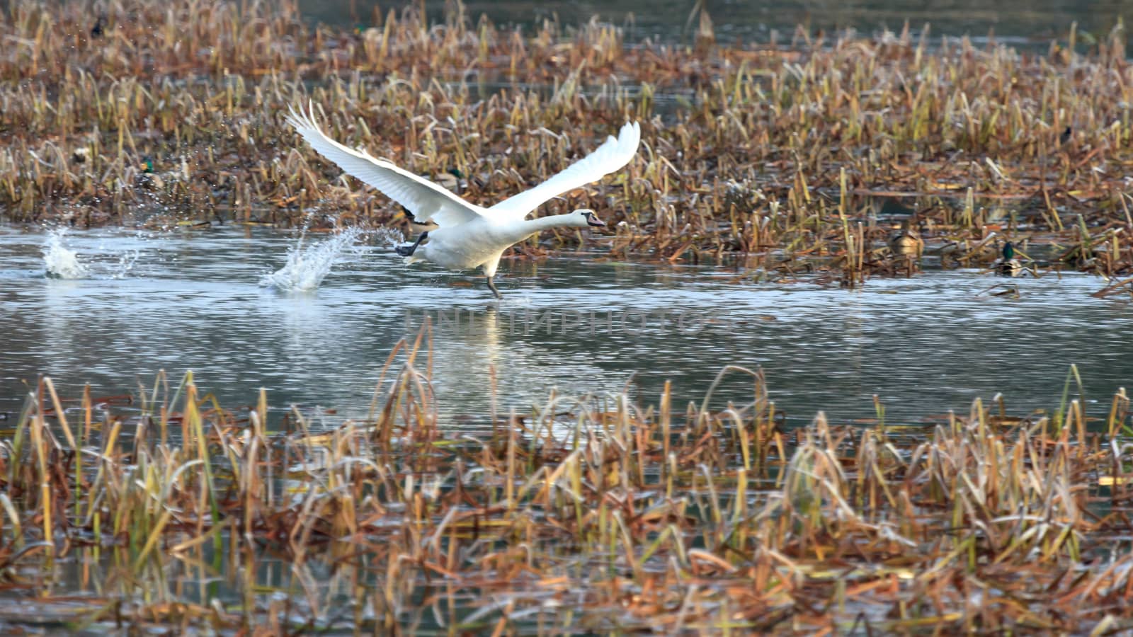wild bird in natural habitat, nature series