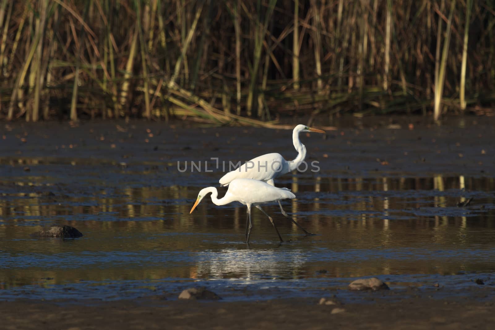 wild bird in natural habitat, nature series