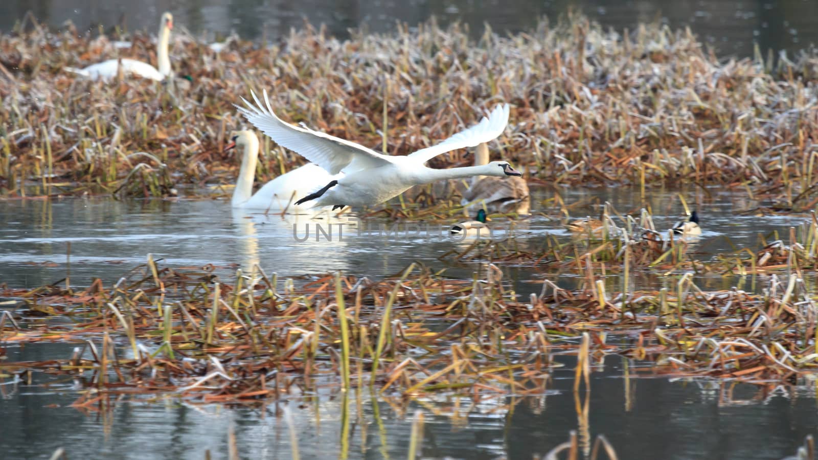 wild bird in natural habitat, nature series