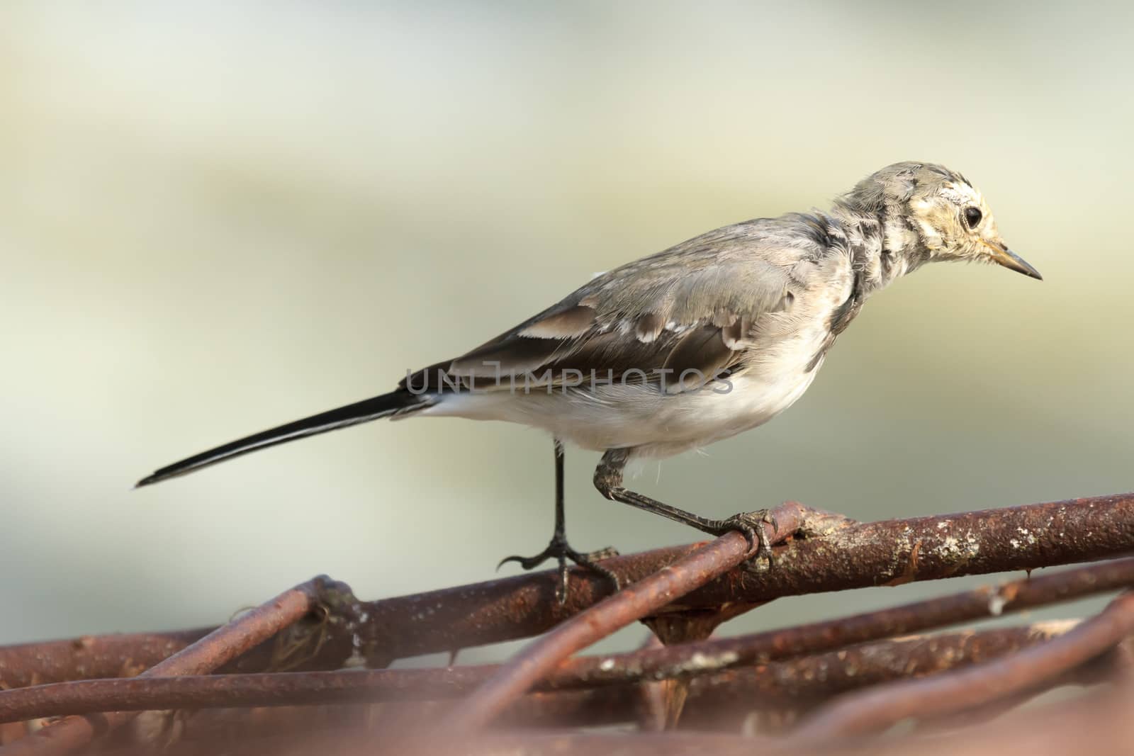 wild bird in natural habitat, nature series