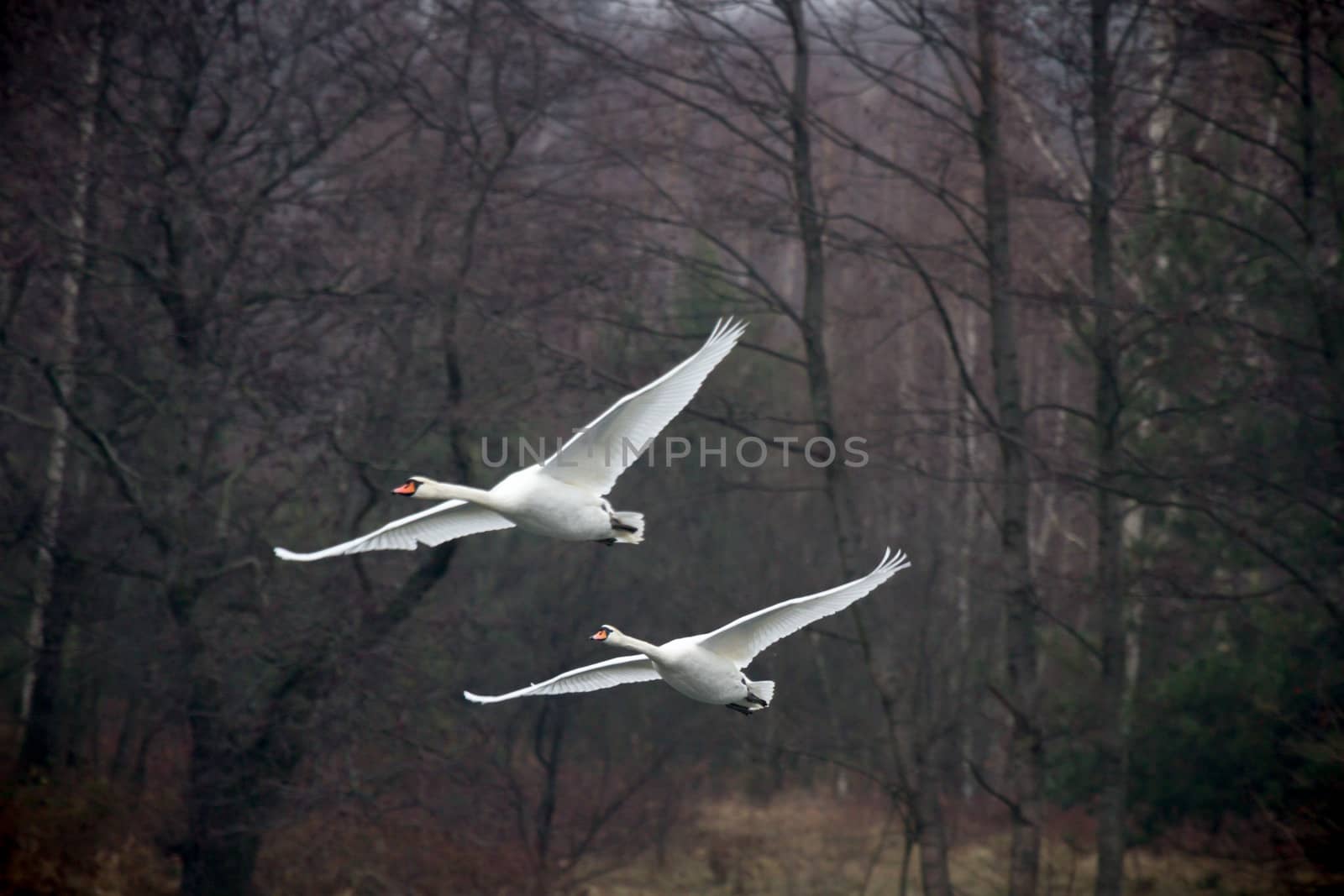 wild bird in natural habitat, nature series