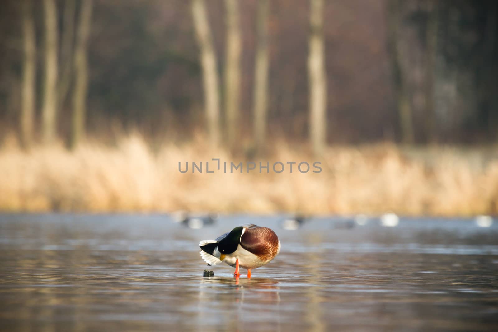 wild bird in natural habitat, nature series