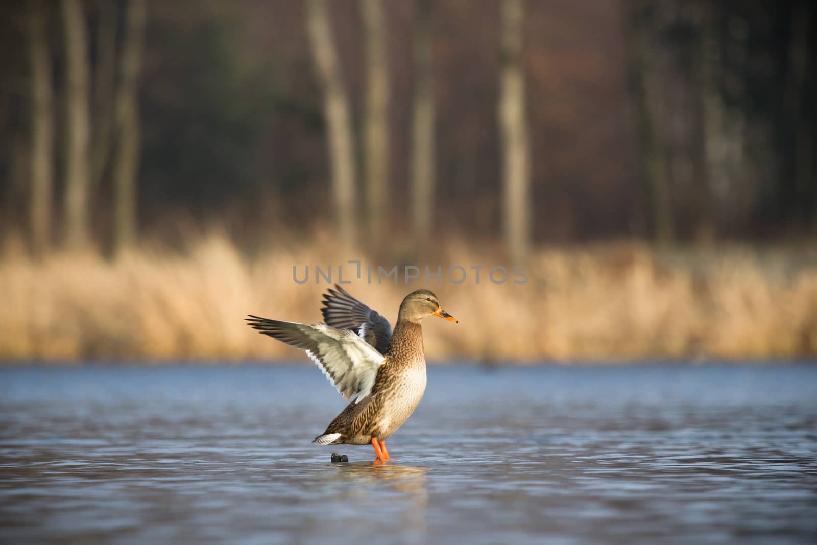 wild bird in natural habitat, nature series
