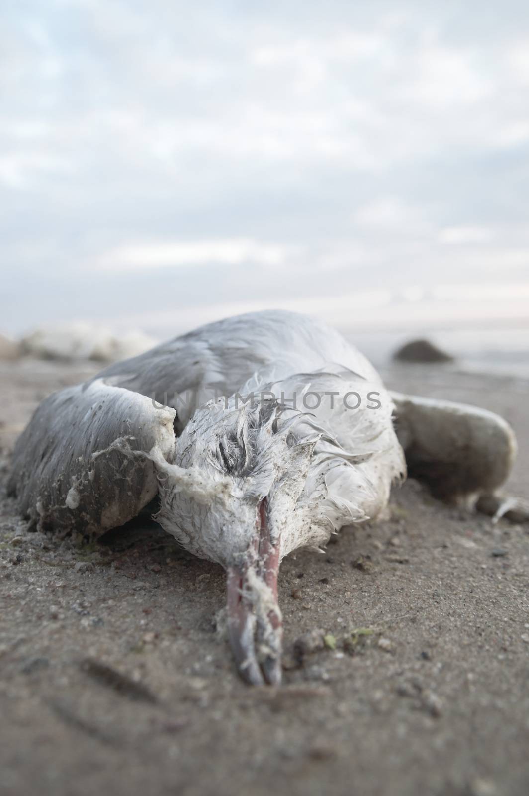 death bird, cause of death unknown, nature series