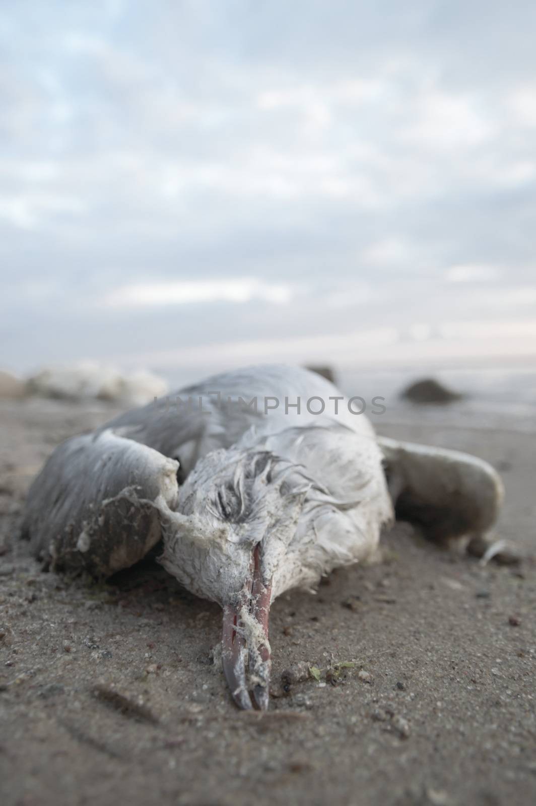 death bird, cause of death unknown, nature series
