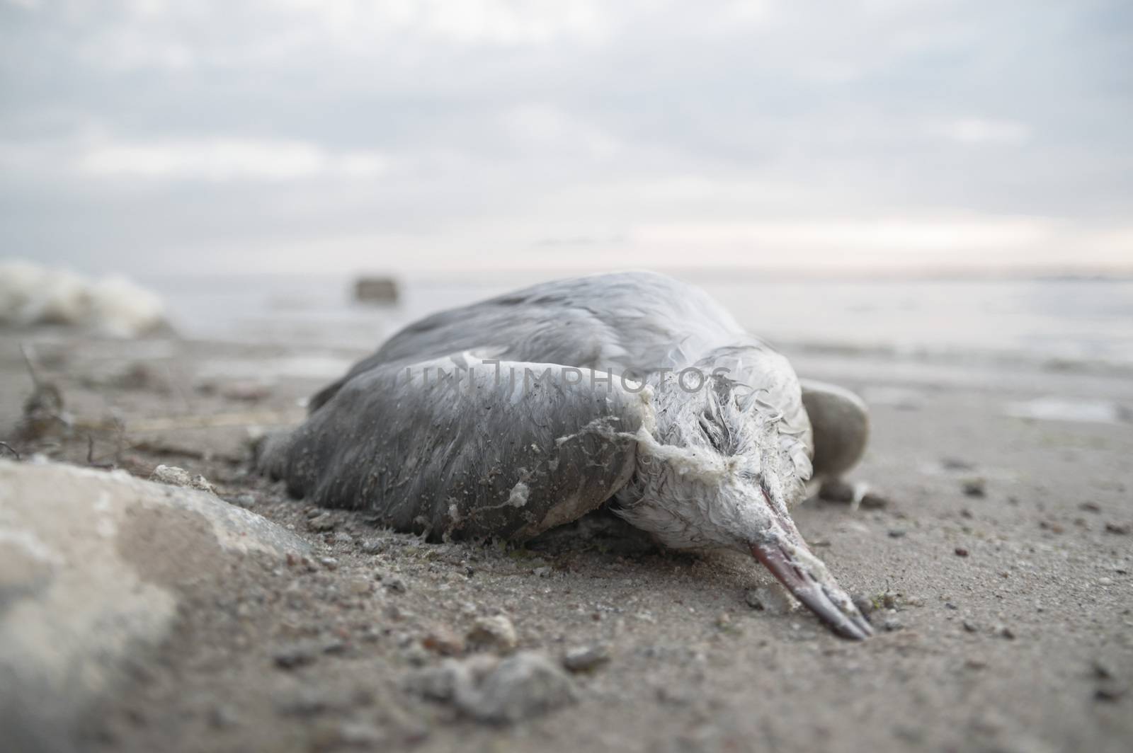 death bird, cause of death unknown, nature series