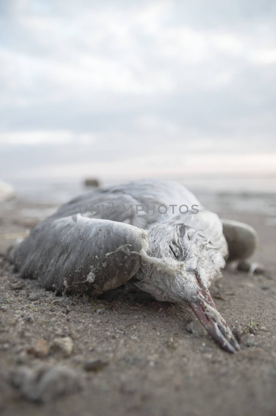 death bird, cause of death unknown, nature series