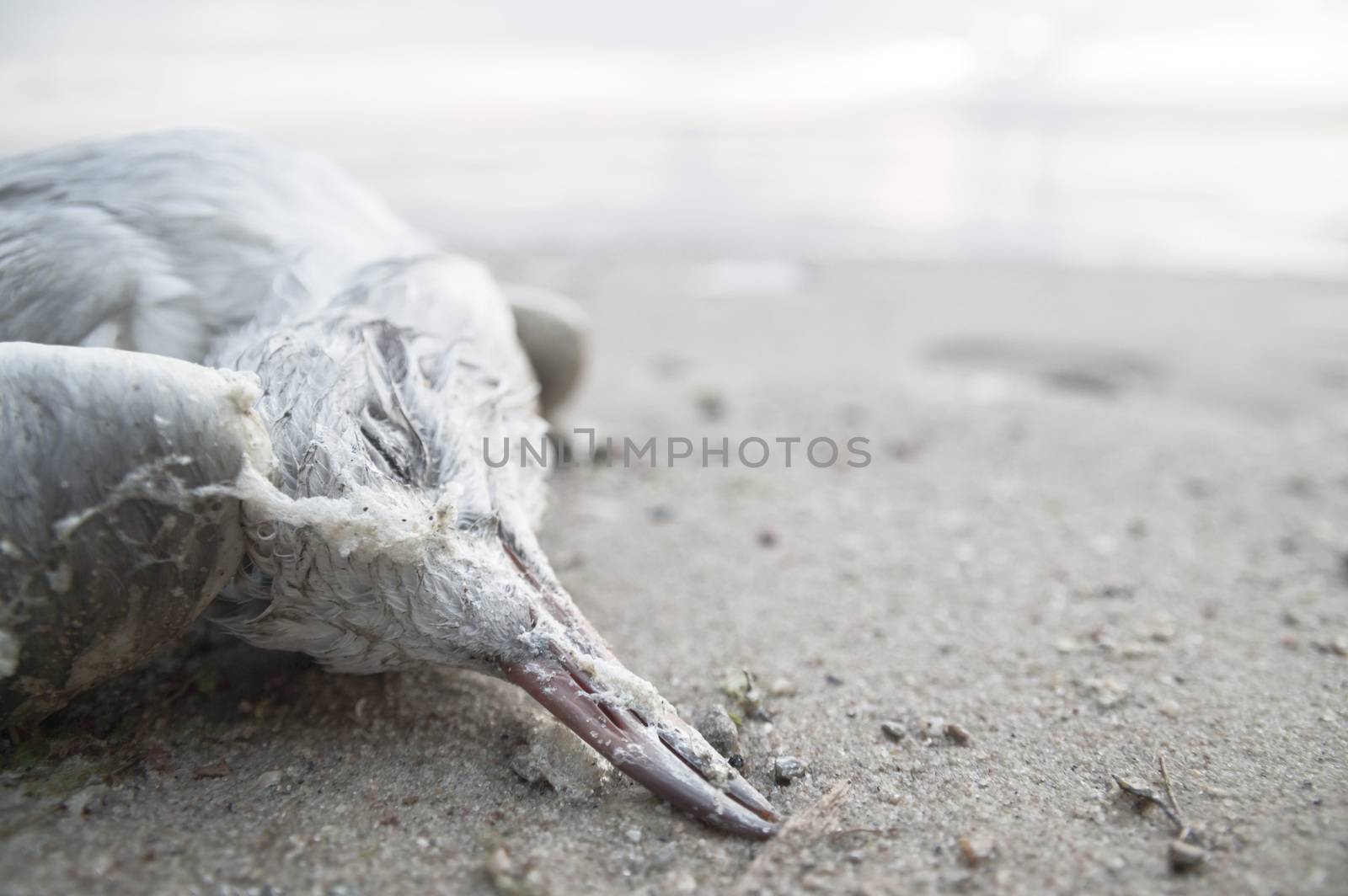 death bird, cause of death unknown, nature series
