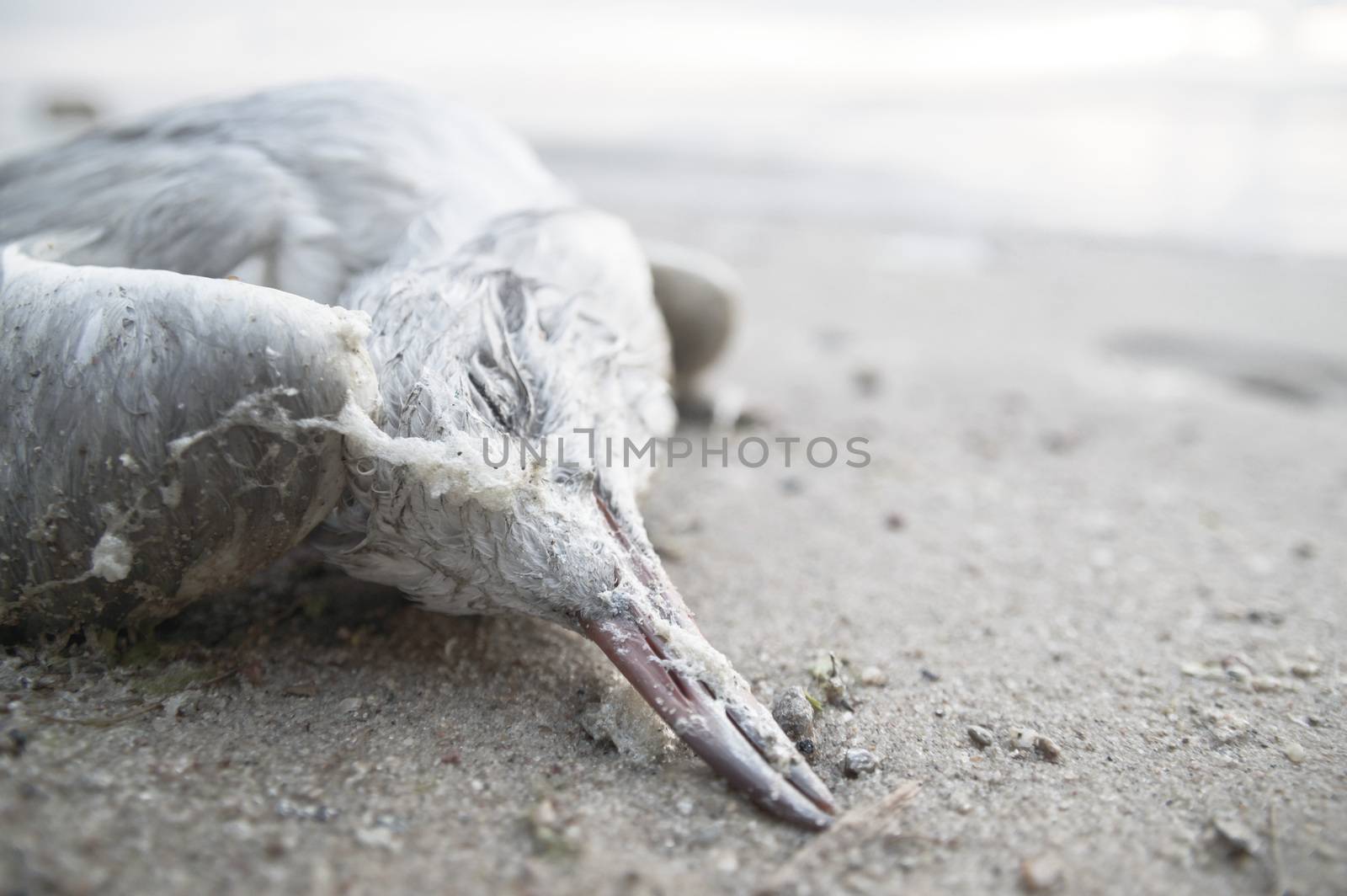 death bird, cause of death unknown, nature series