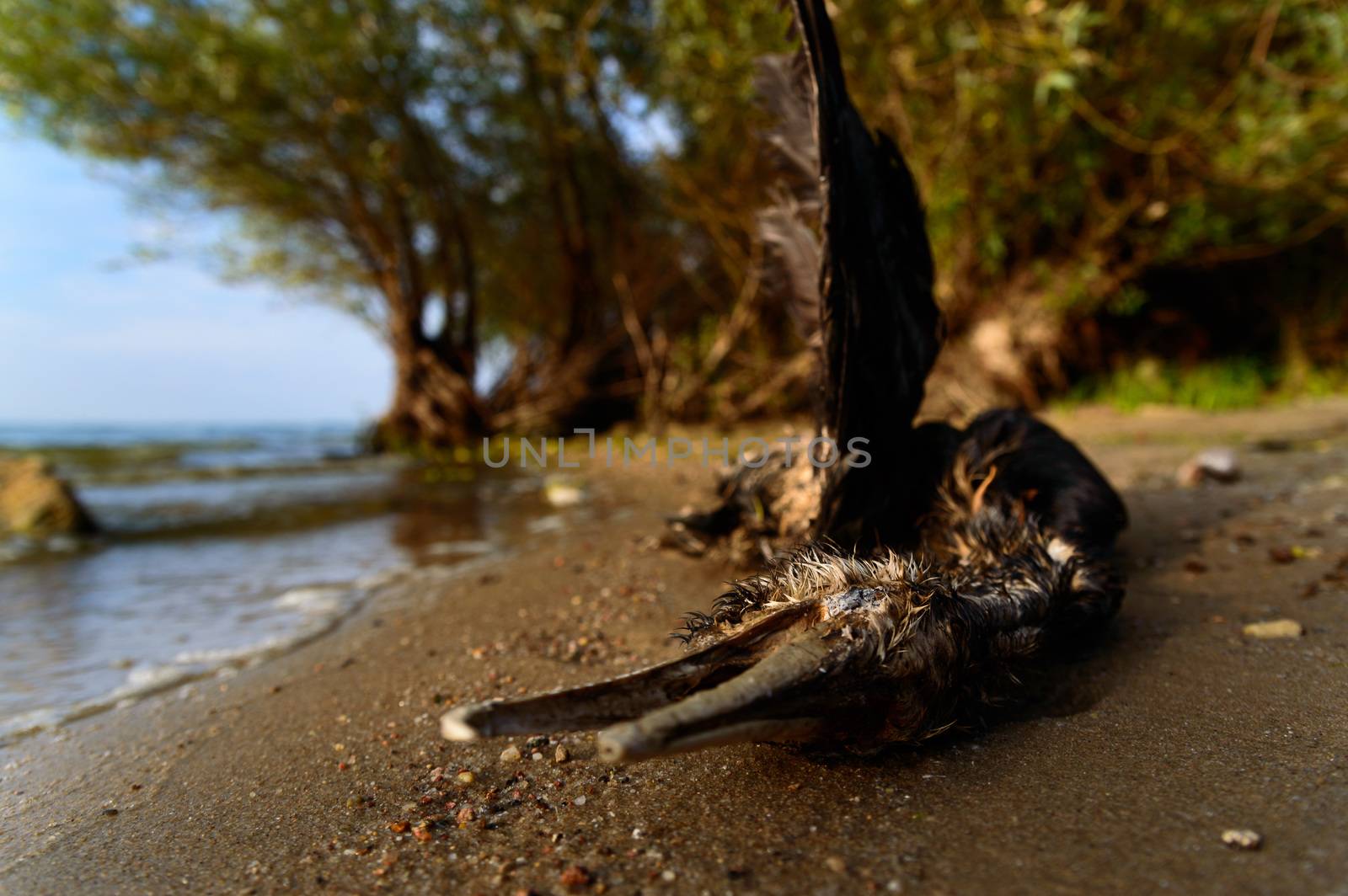 death bird, cause of death unknown, nature series