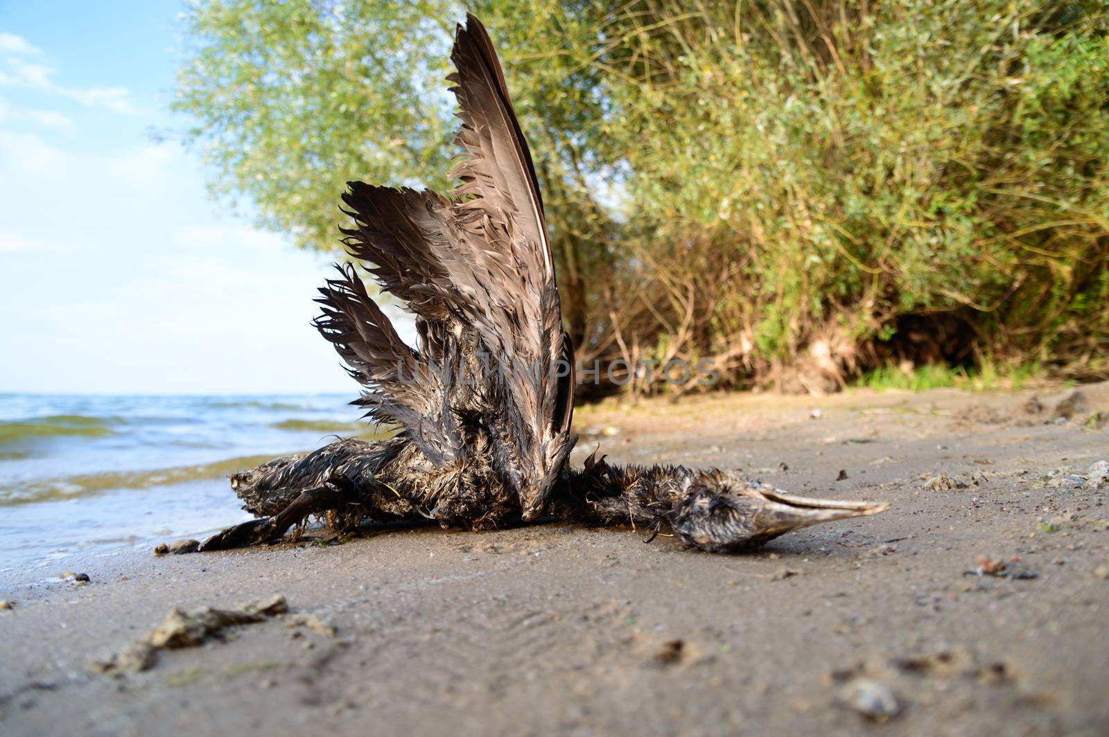 death bird, cause of death unknown, nature series