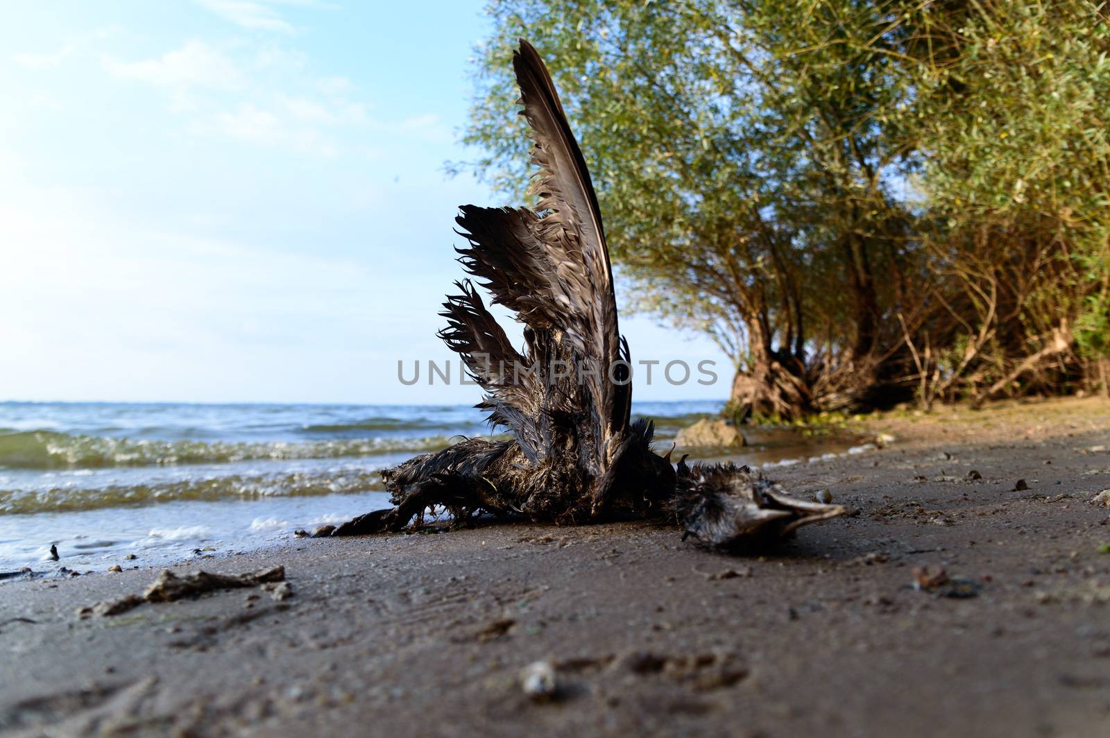 death bird, cause of death unknown, nature series