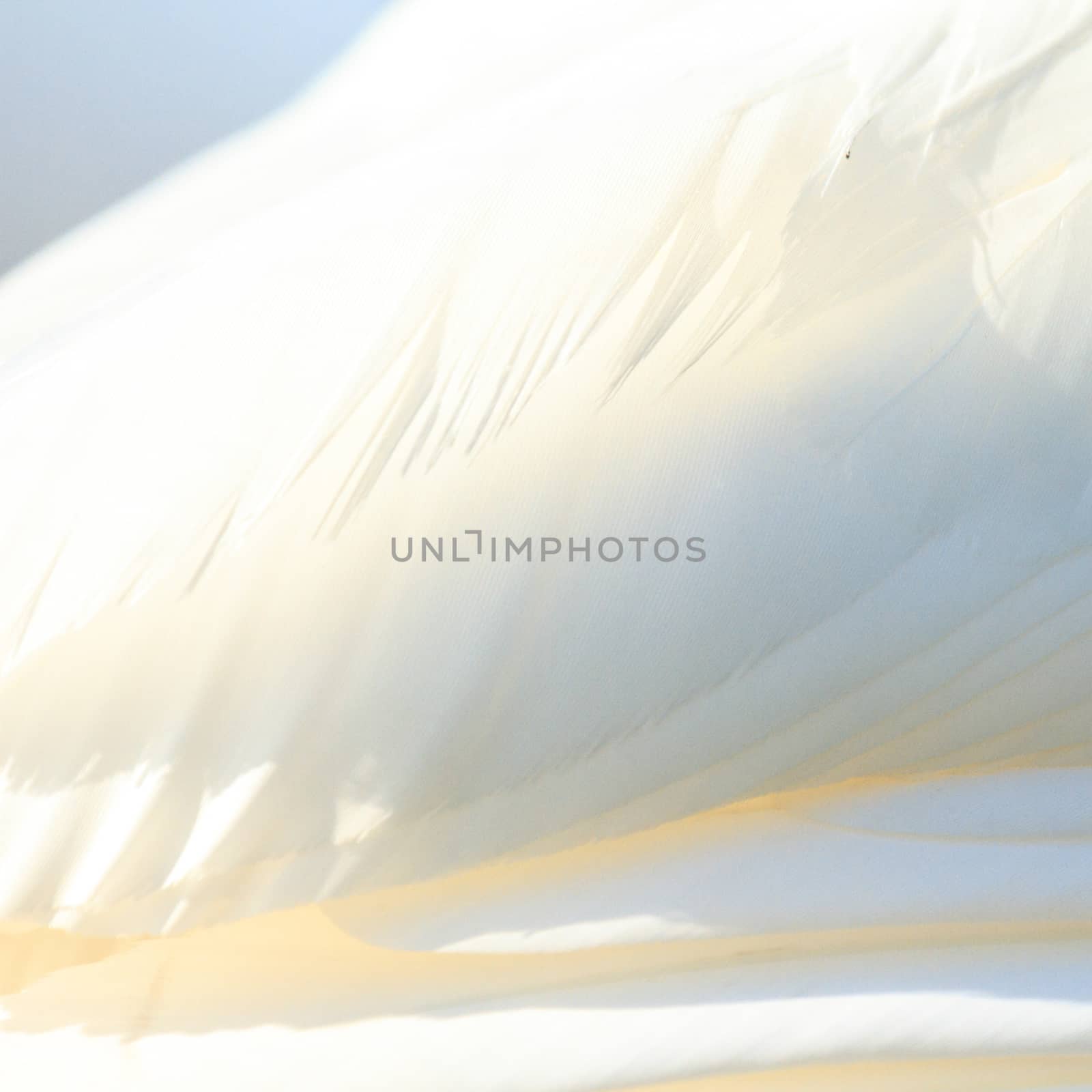 swan on blue lake water in sunny day, swans on pond, nature series