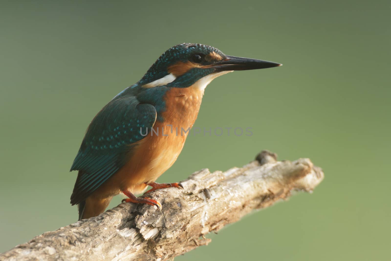 wild bird in natural habitat, nature series