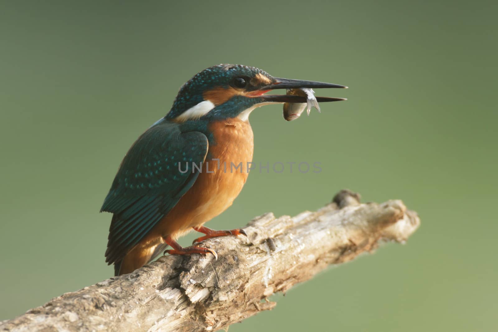 wild bird in natural habitat, nature series