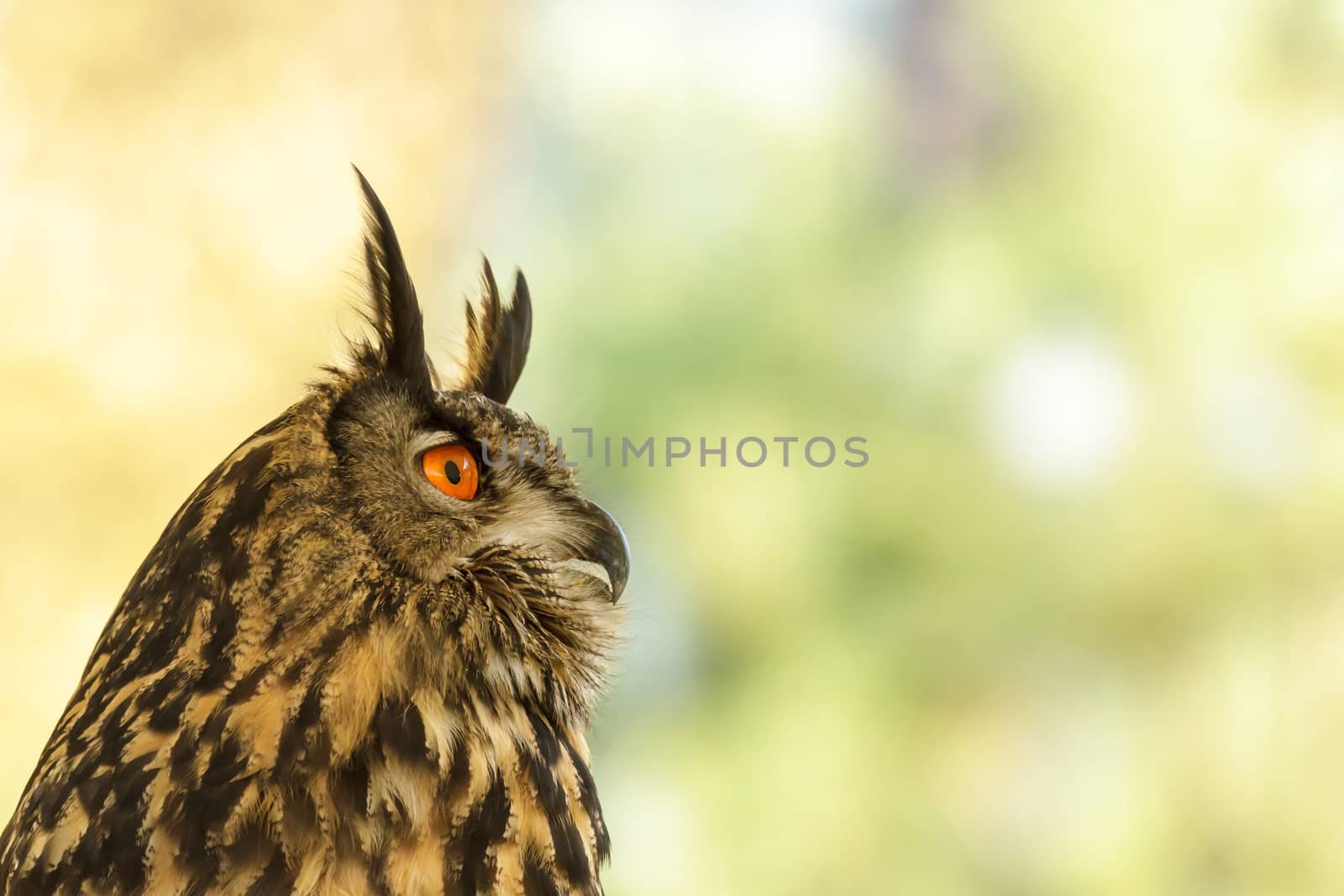 wild colorful bird in sunny day, nature series