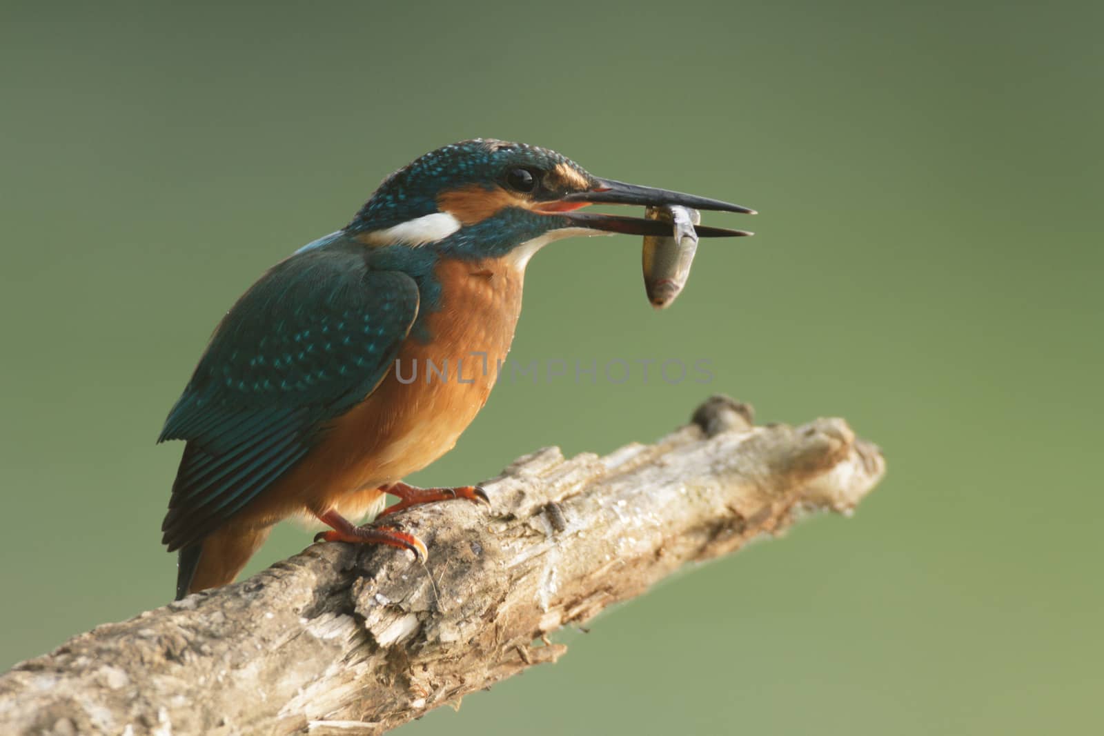 wild bird in natural habitat, nature series