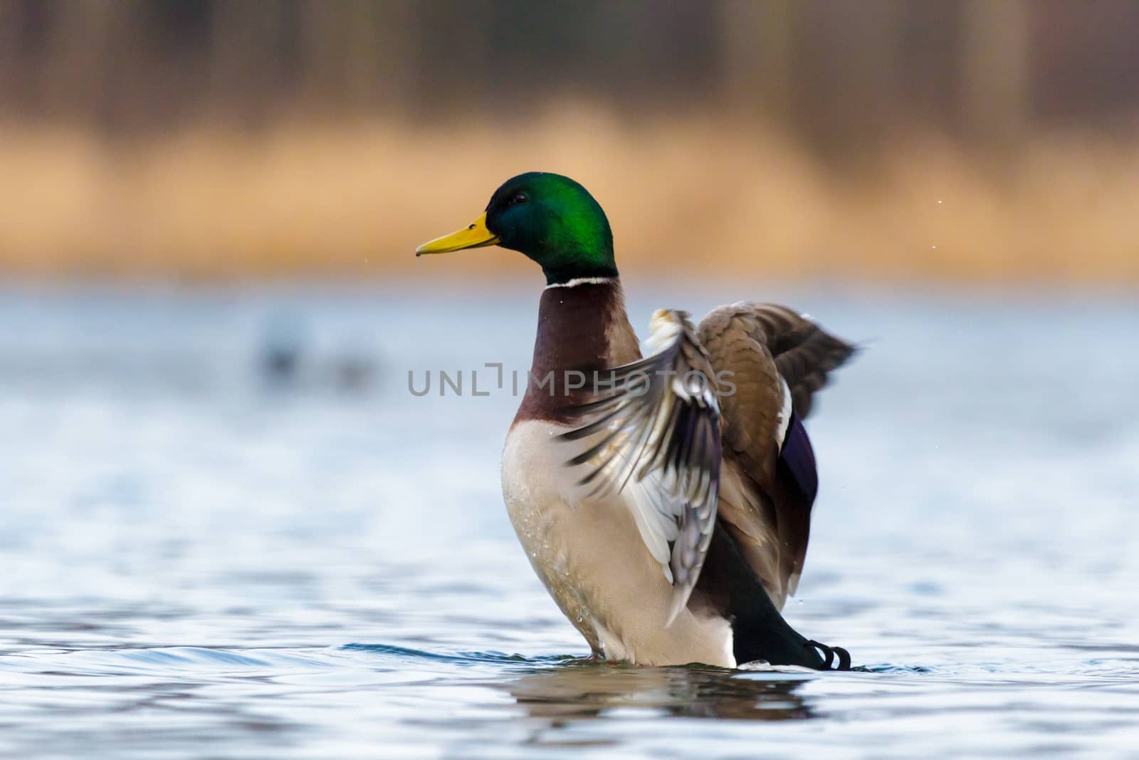 wild colorful bird in sunny day, nature series