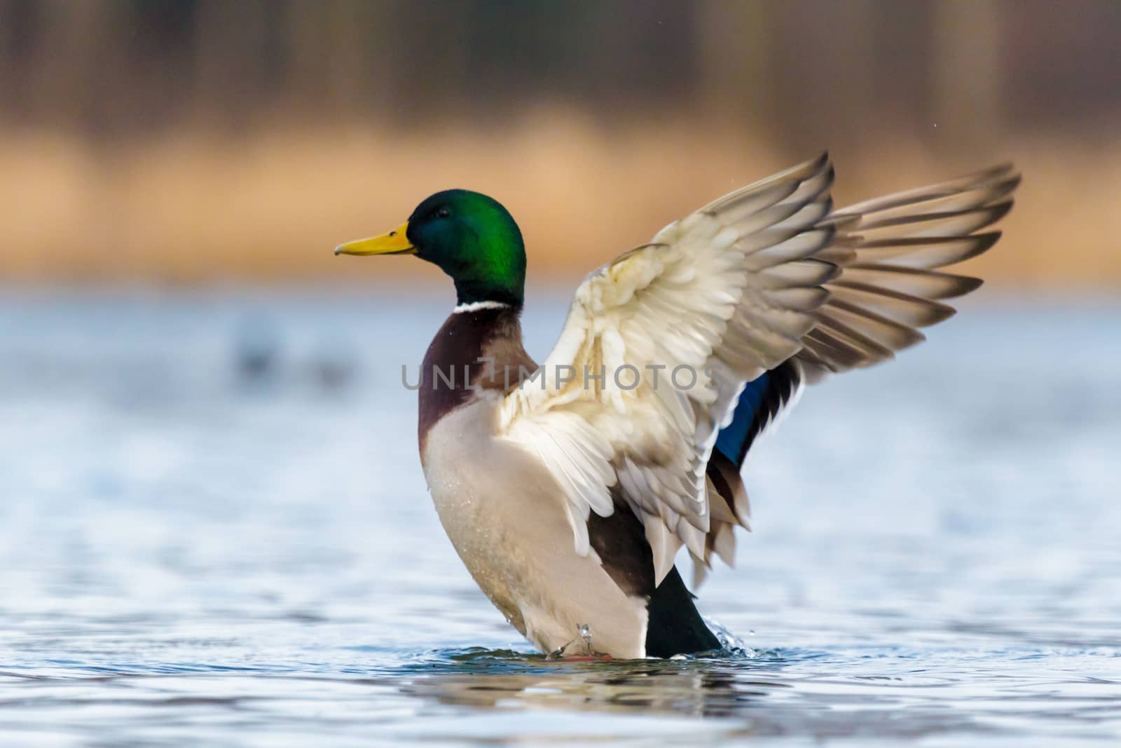 wild colorful bird in sunny day, nature series
