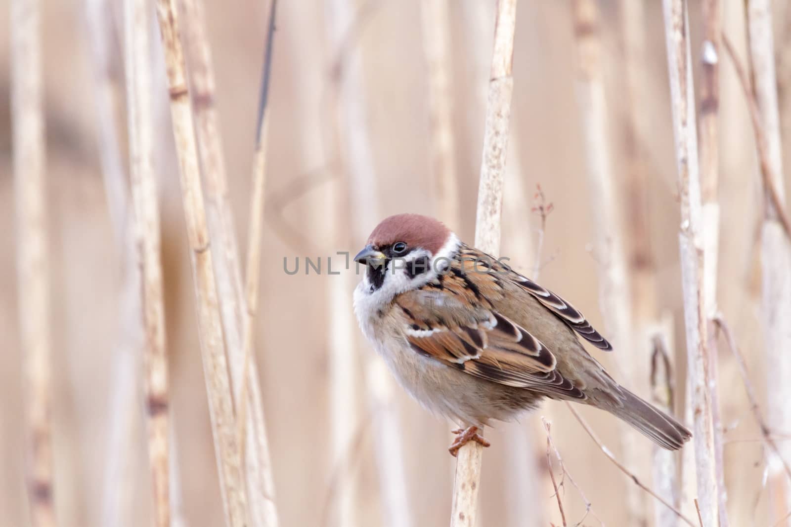 wild colorful bird in sunny day, nature series