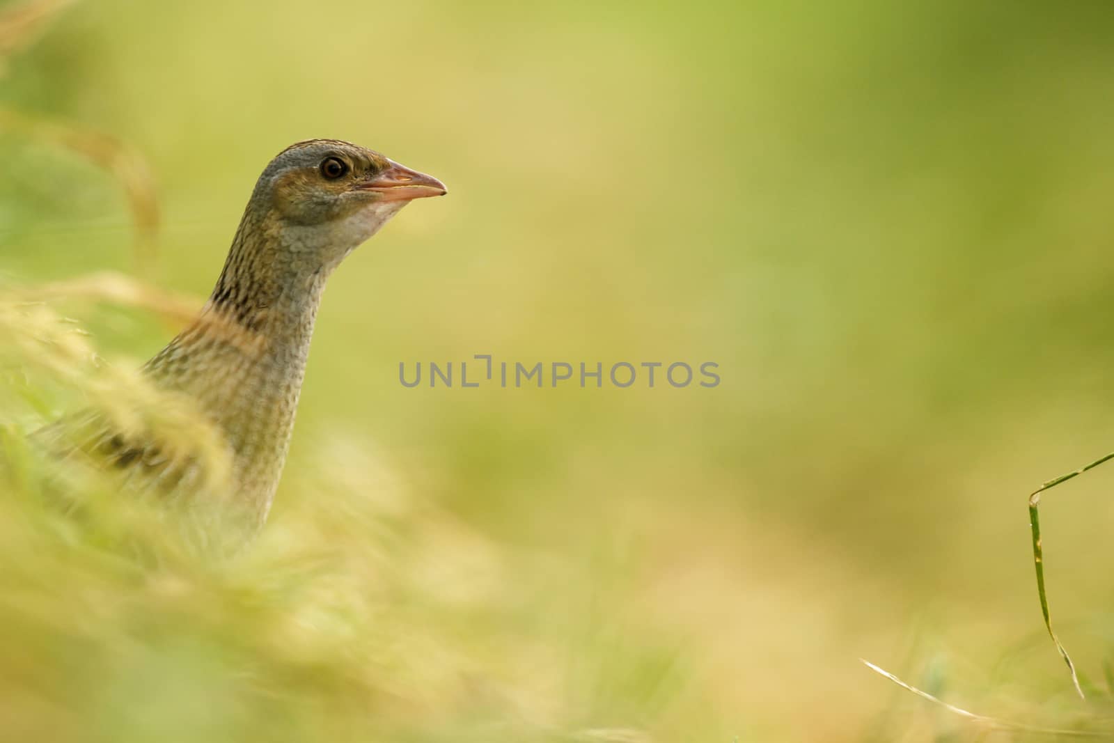 wild bird in natural habitat, nature series