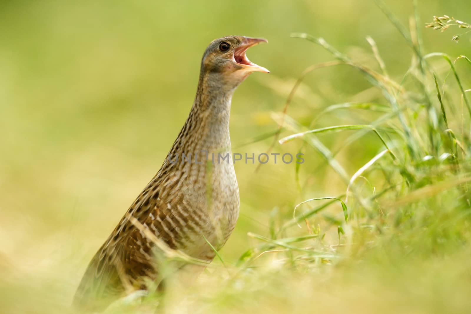 wild bird in natural habitat, nature series