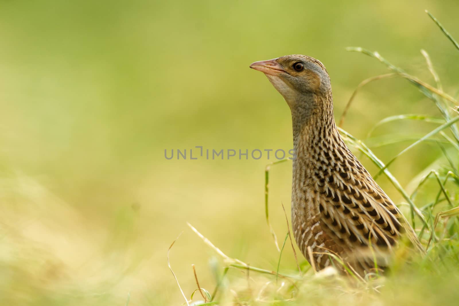 wild bird in natural habitat, nature series
