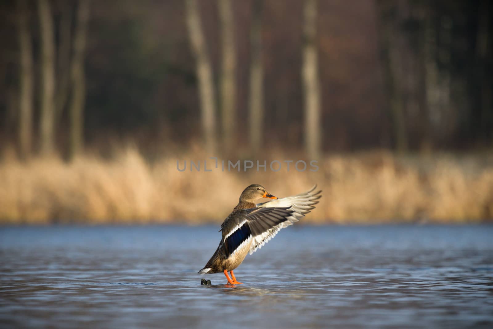 wild bird in natural habitat, nature series