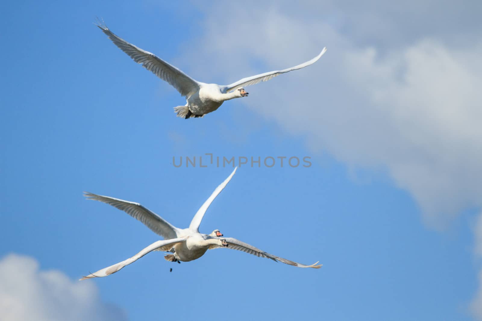 wild bird in their natural habitat, nature series