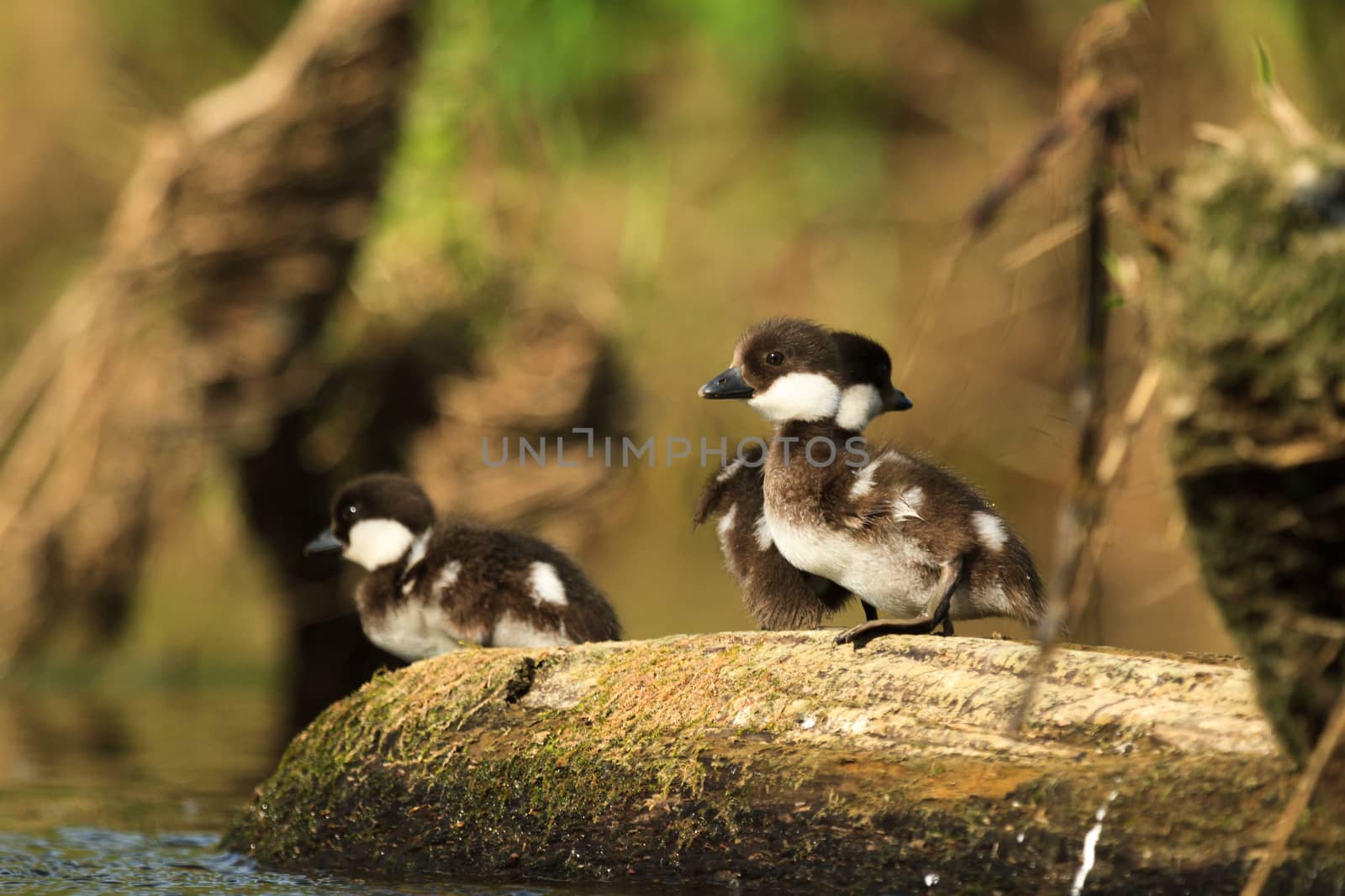 wild bird in their natural habitat, nature series