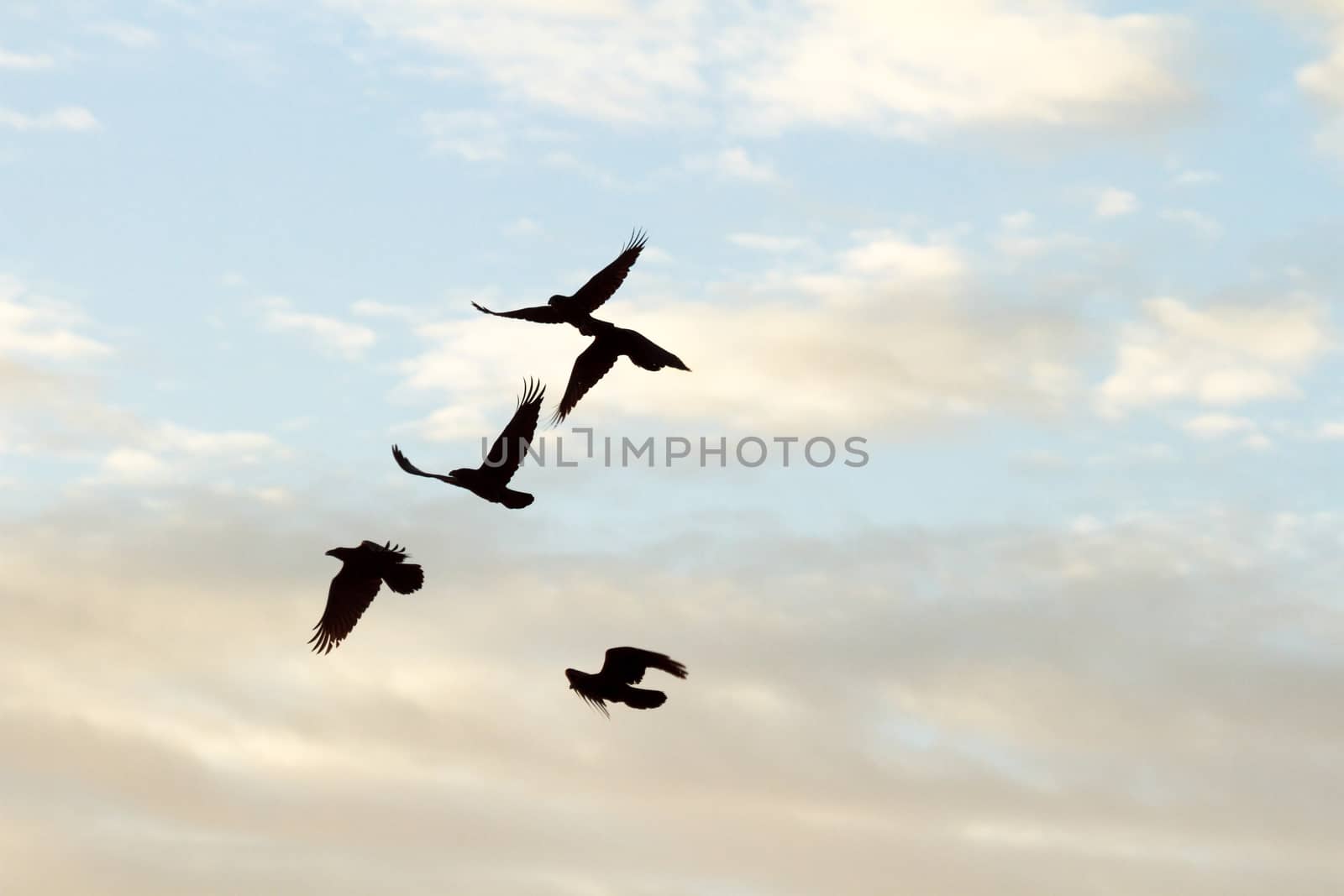 many birds in their natural habitat, nature series