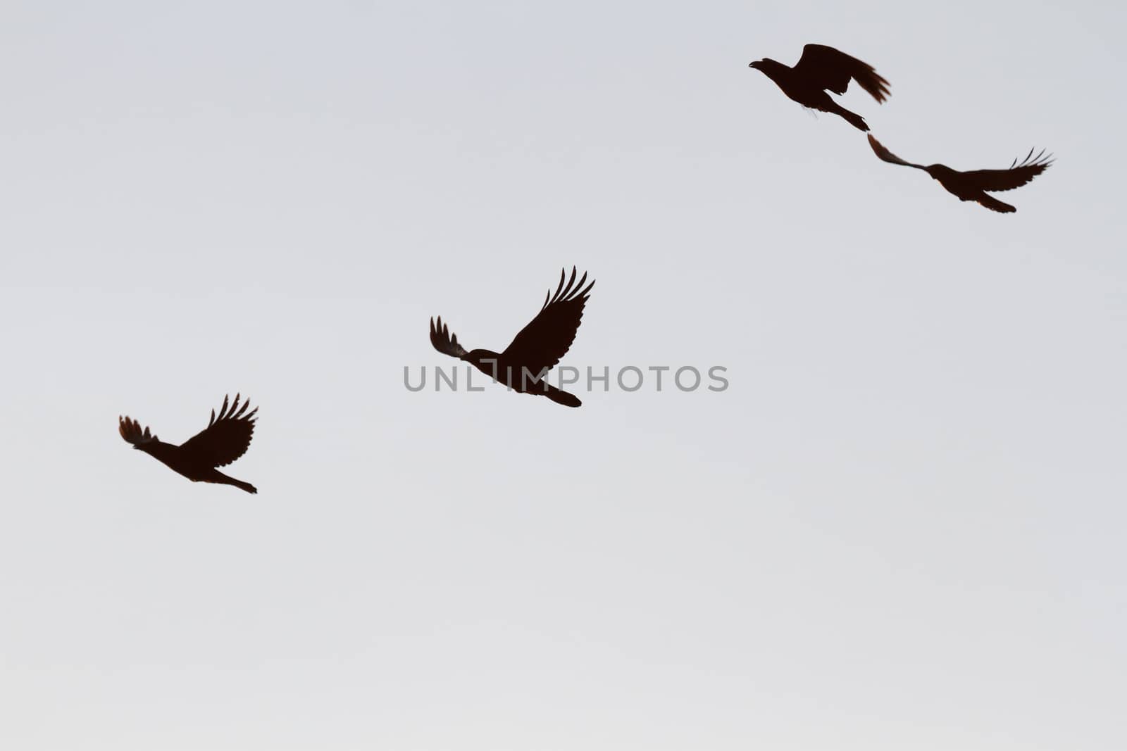 many birds in their natural habitat, nature series