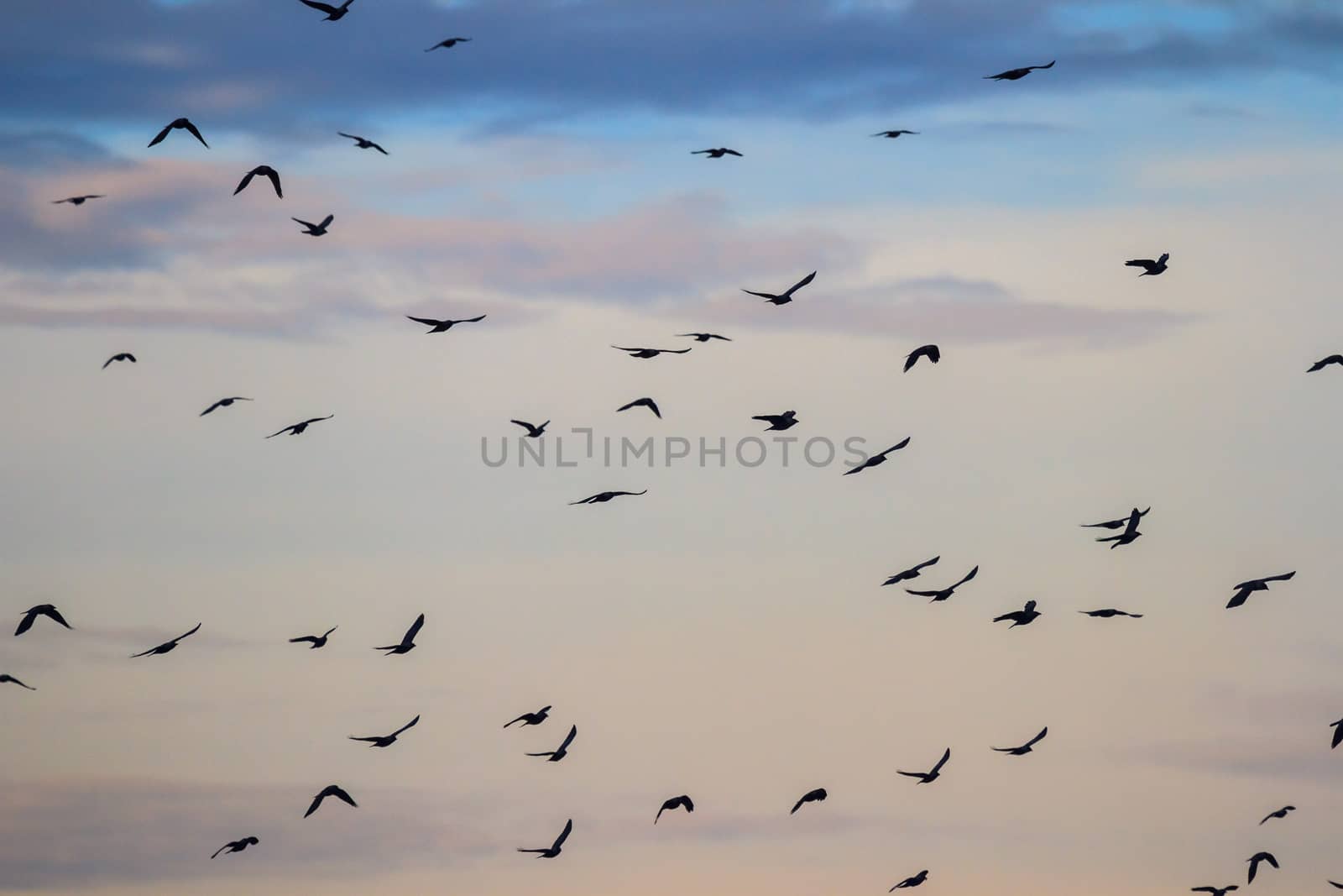 many birds in their natural habitat, nature series