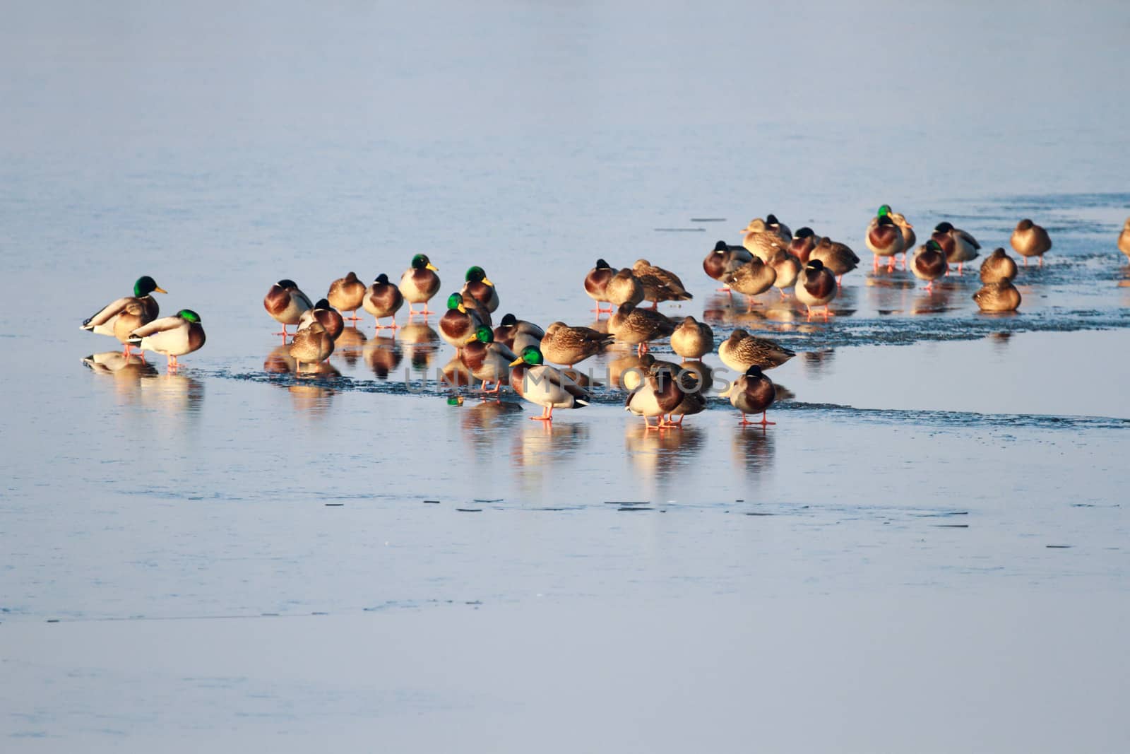 many birds in their natural habitat, nature series