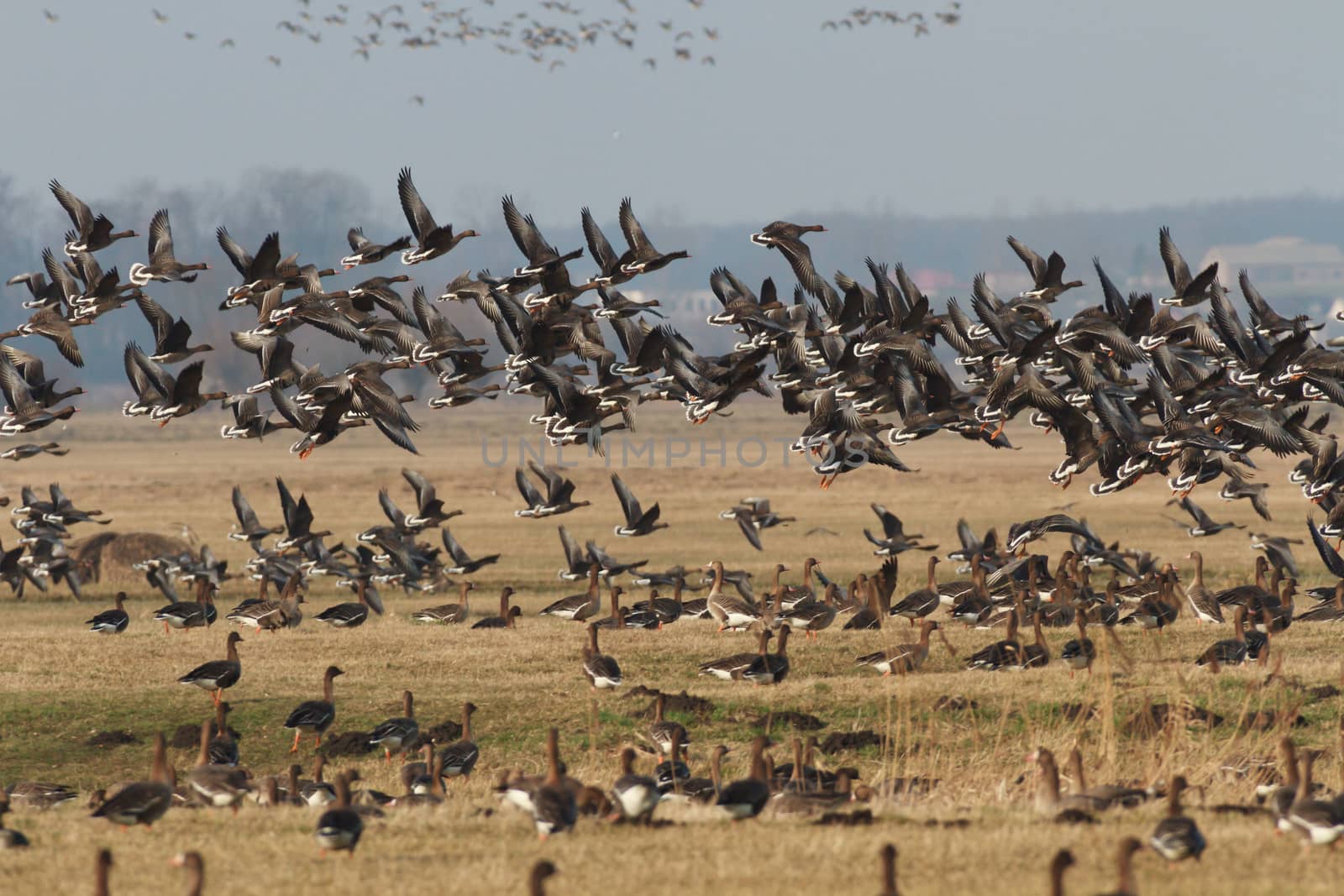 many birds in their natural habitat, nature series