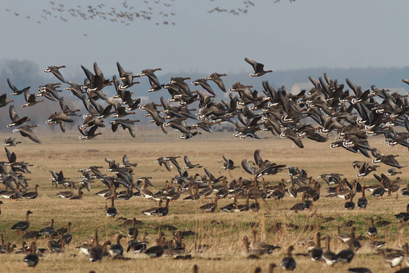 many birds in their natural habitat, nature series