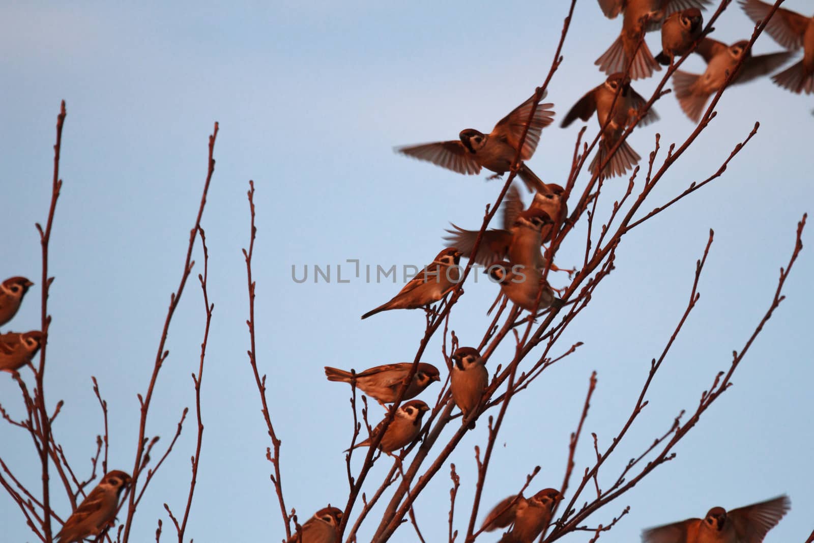 many birds in their natural habitat, nature series