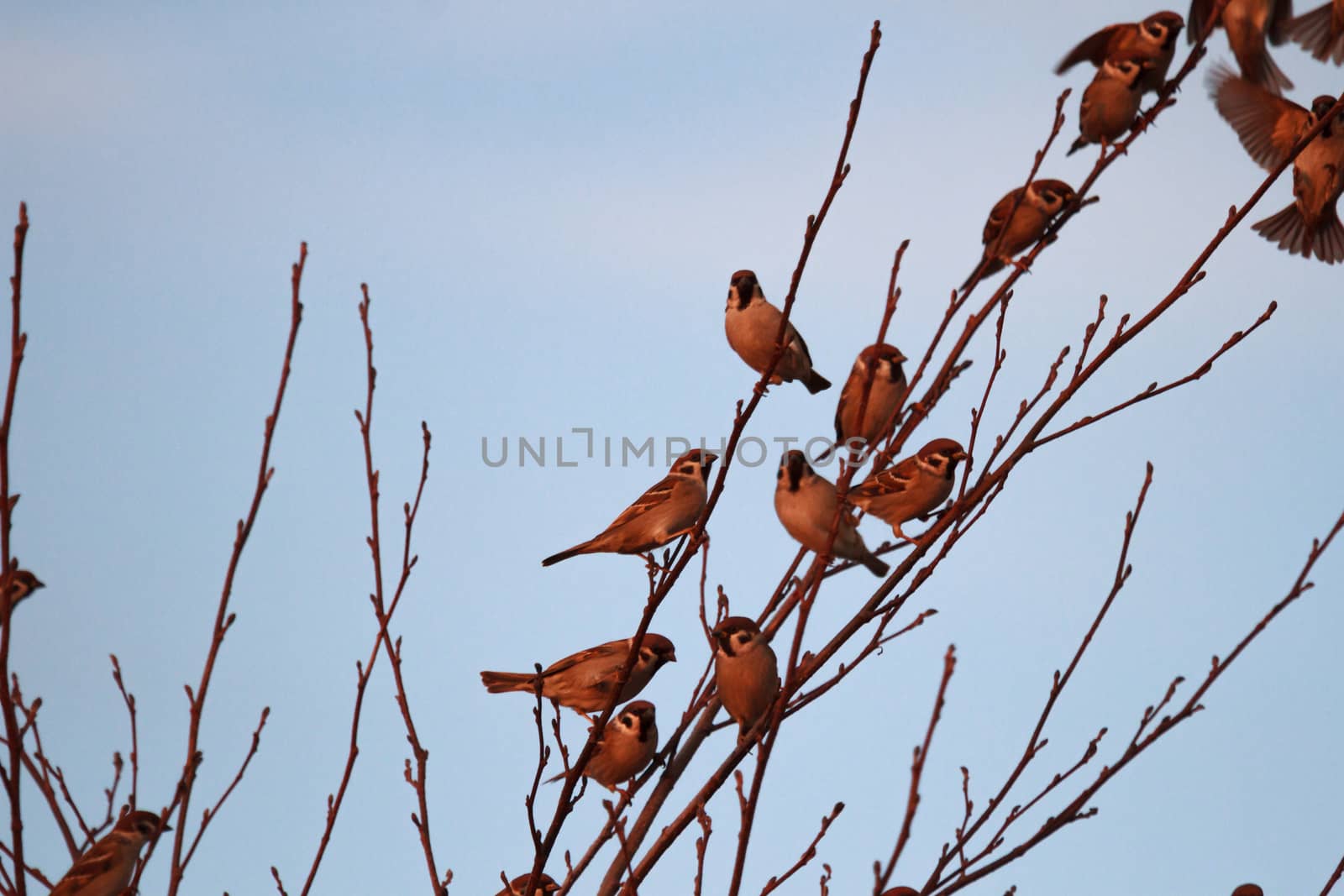 many birds in their natural habitat, nature series