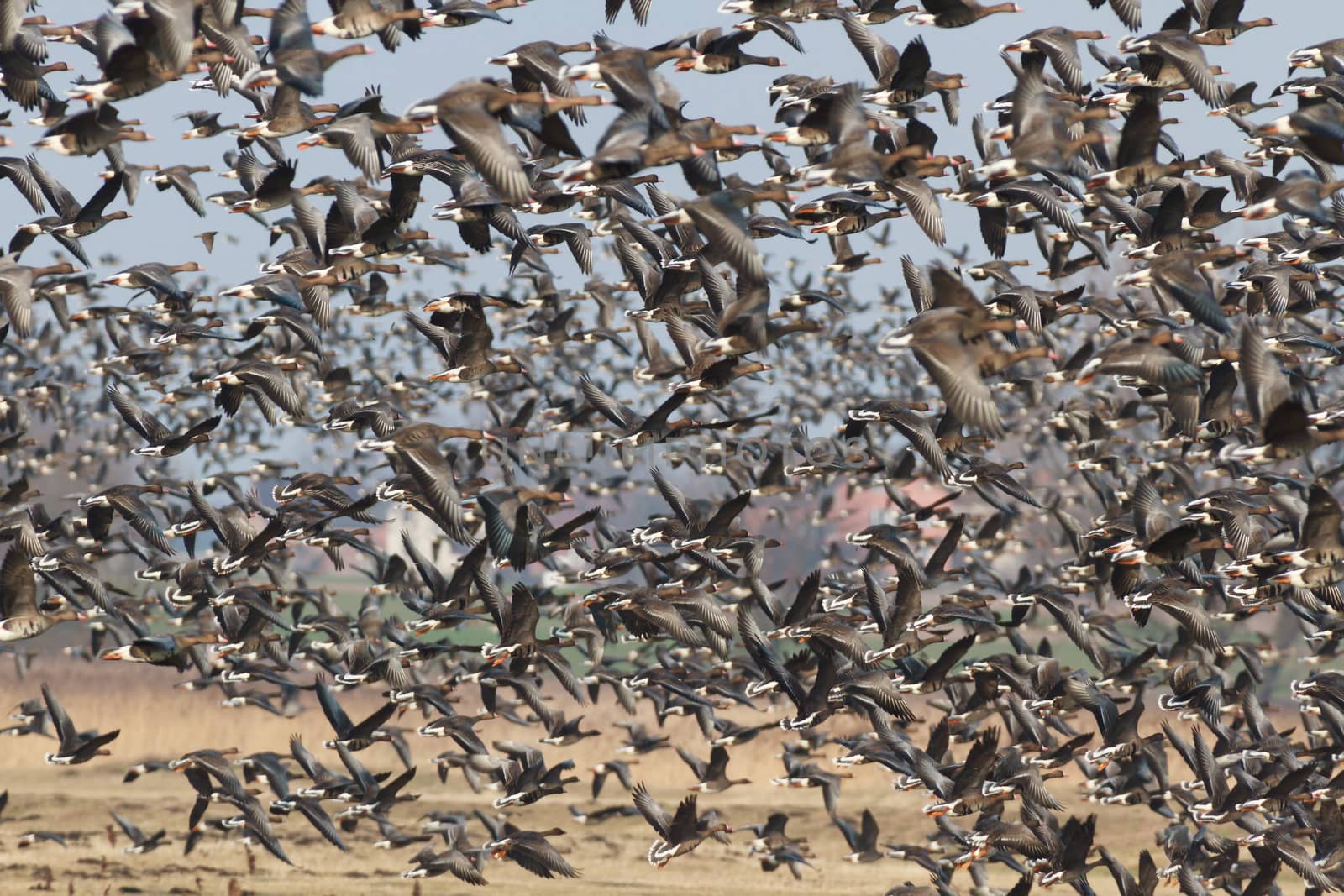 many birds in their natural habitat, nature series