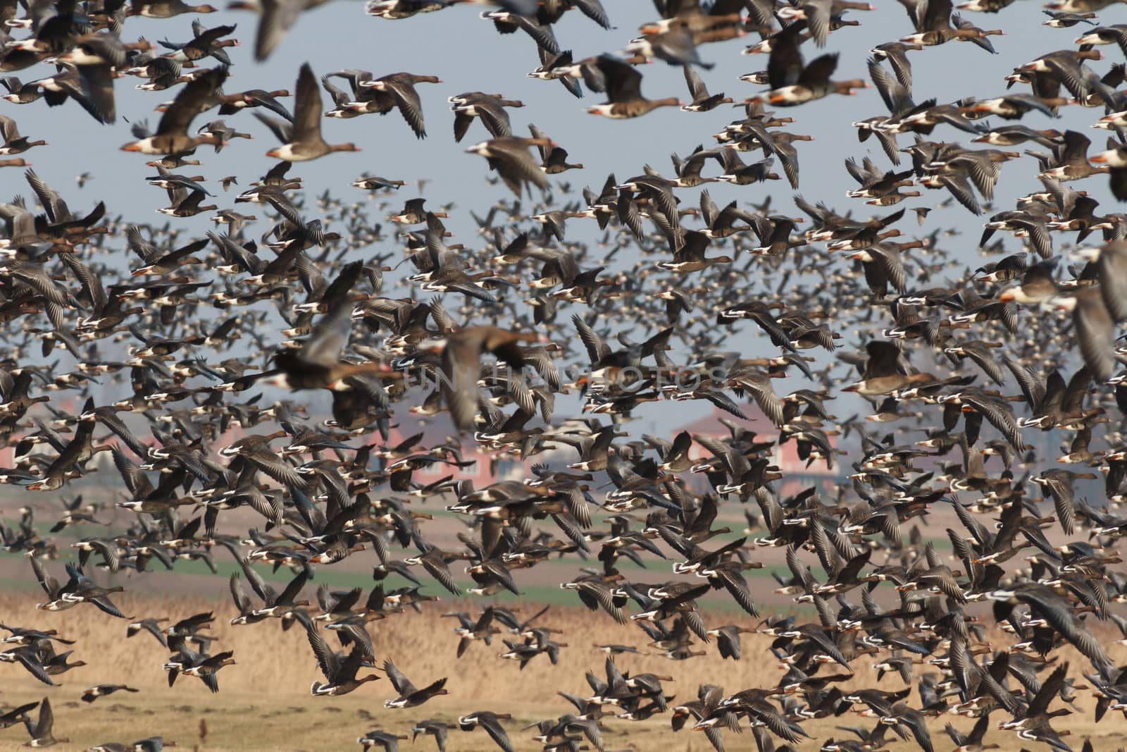 many birds in their natural habitat, nature series