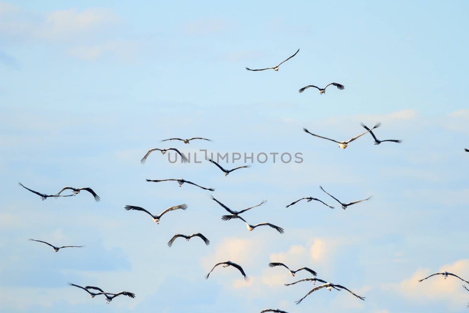 many birds in their natural habitat, nature series
