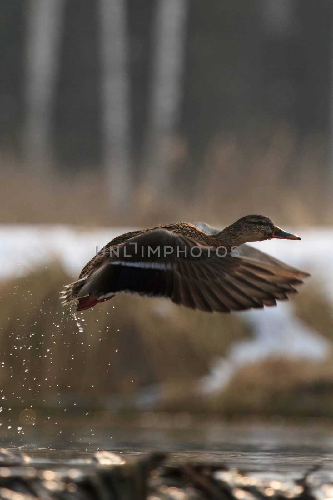 wild bird in their natural habitat, nature series