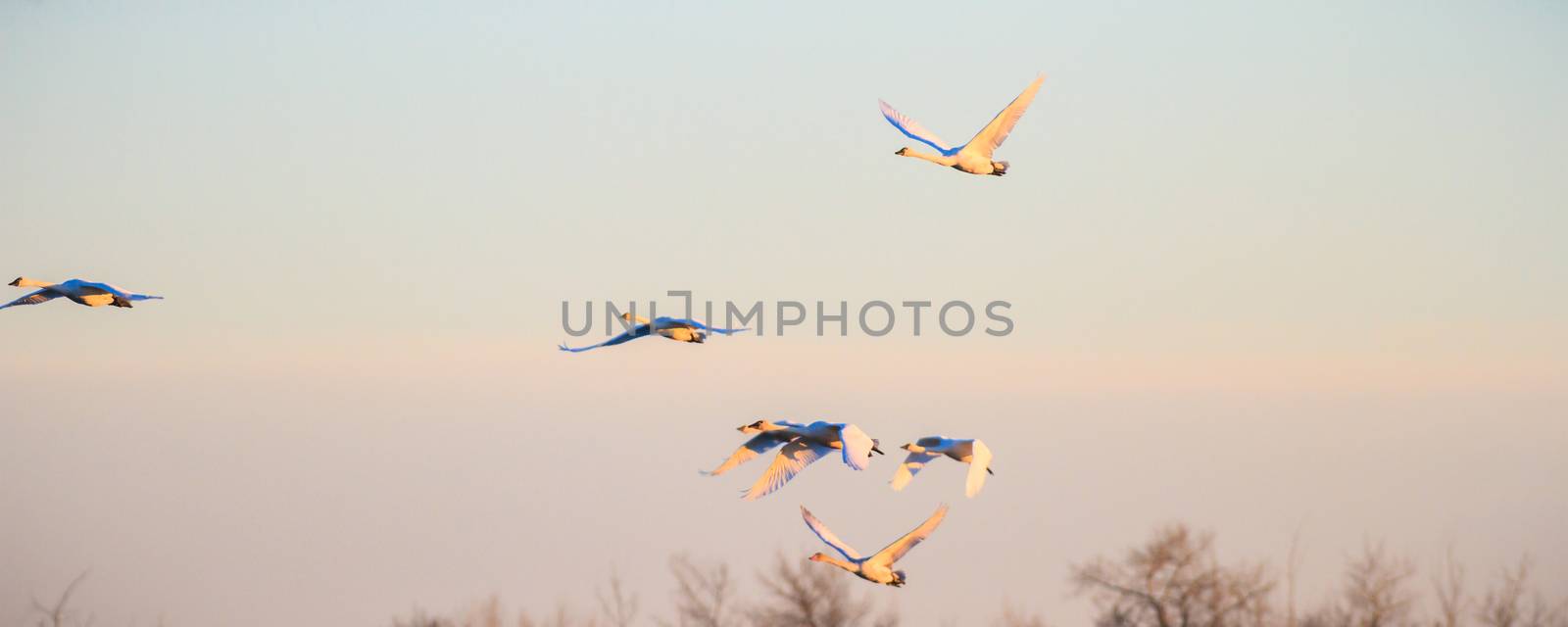 many birds in their natural habitat, nature series