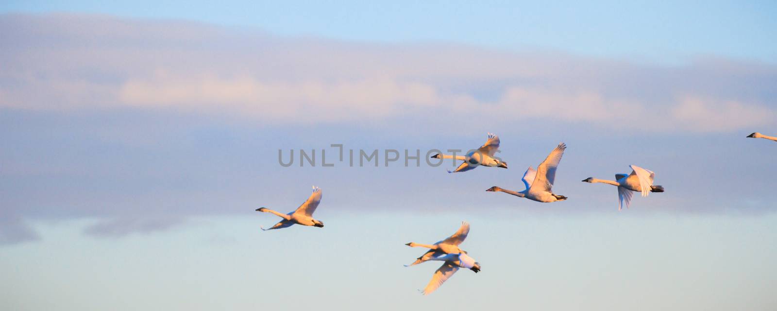 many birds in their natural habitat, nature series