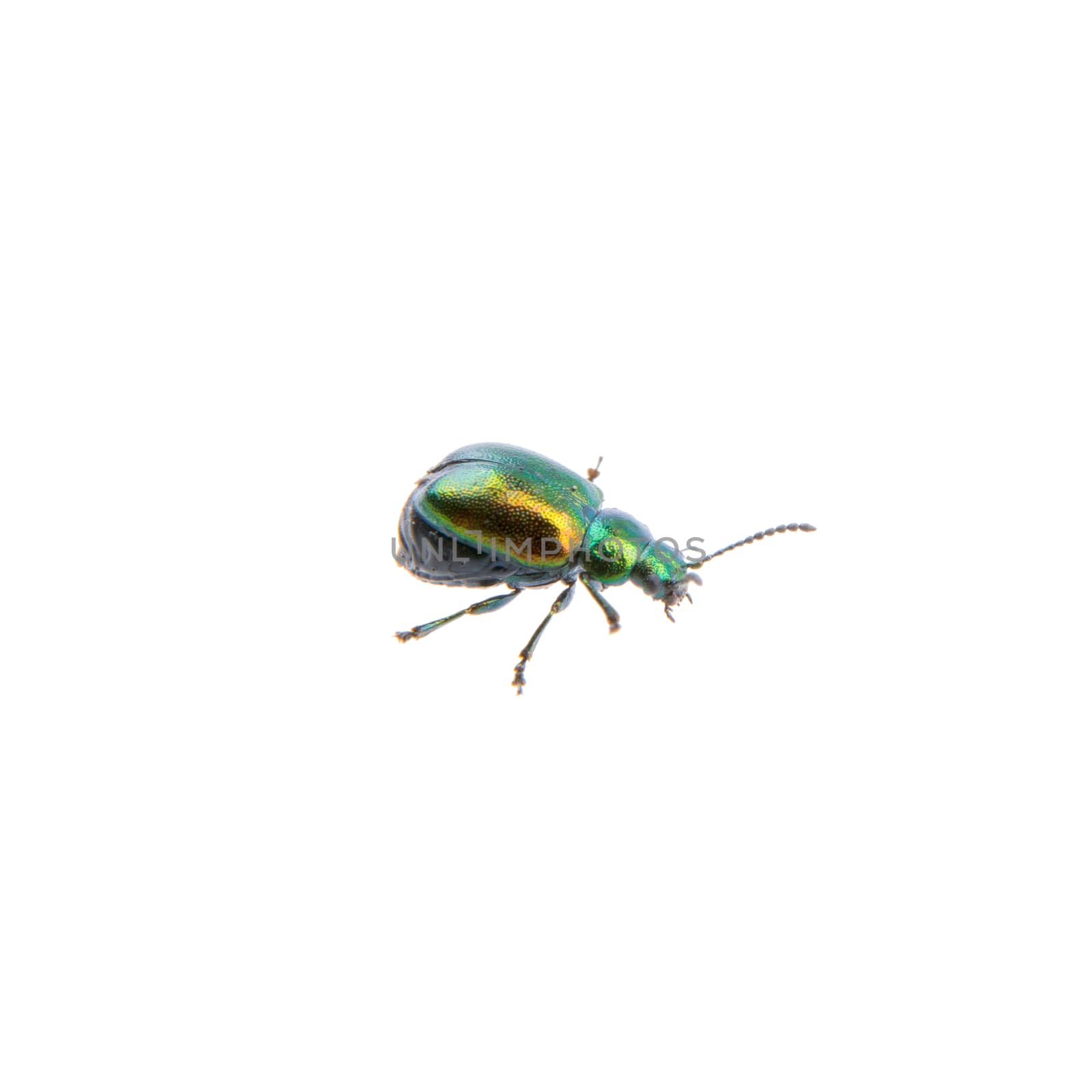 Metal green bug isolated on a white background