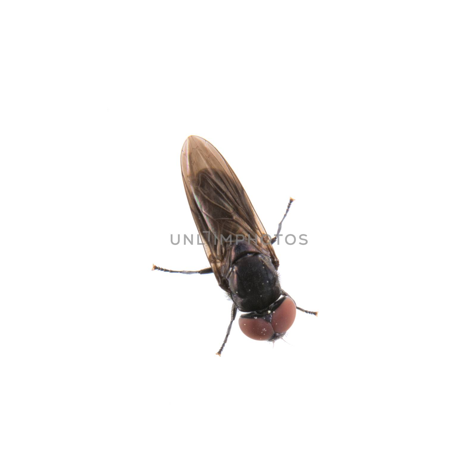 Black fly isolated on a white background