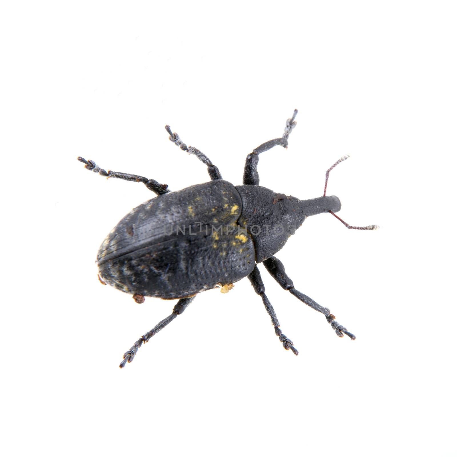Black bug with yellow dots isolated on a white background