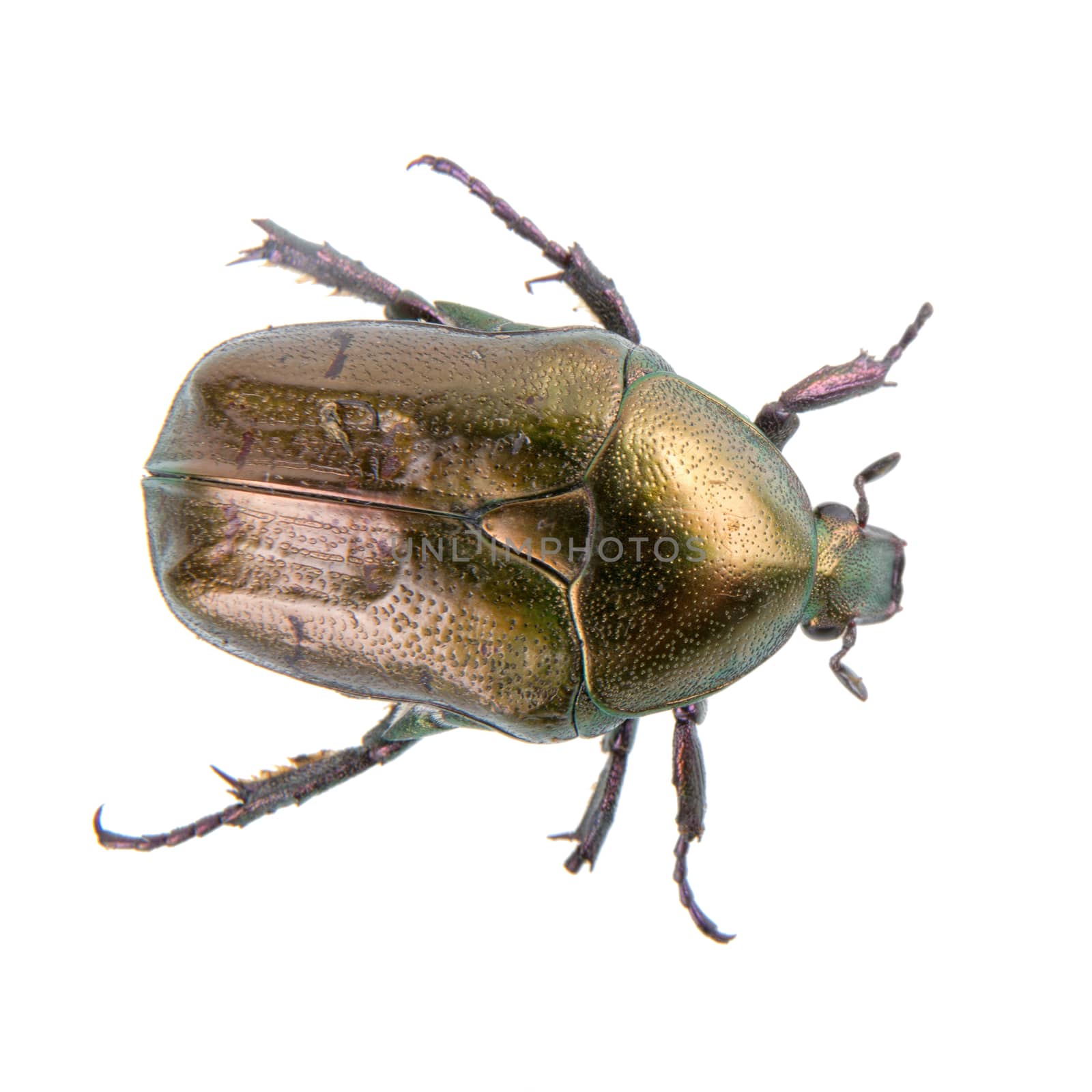 Big bronze bug isolated on a white background