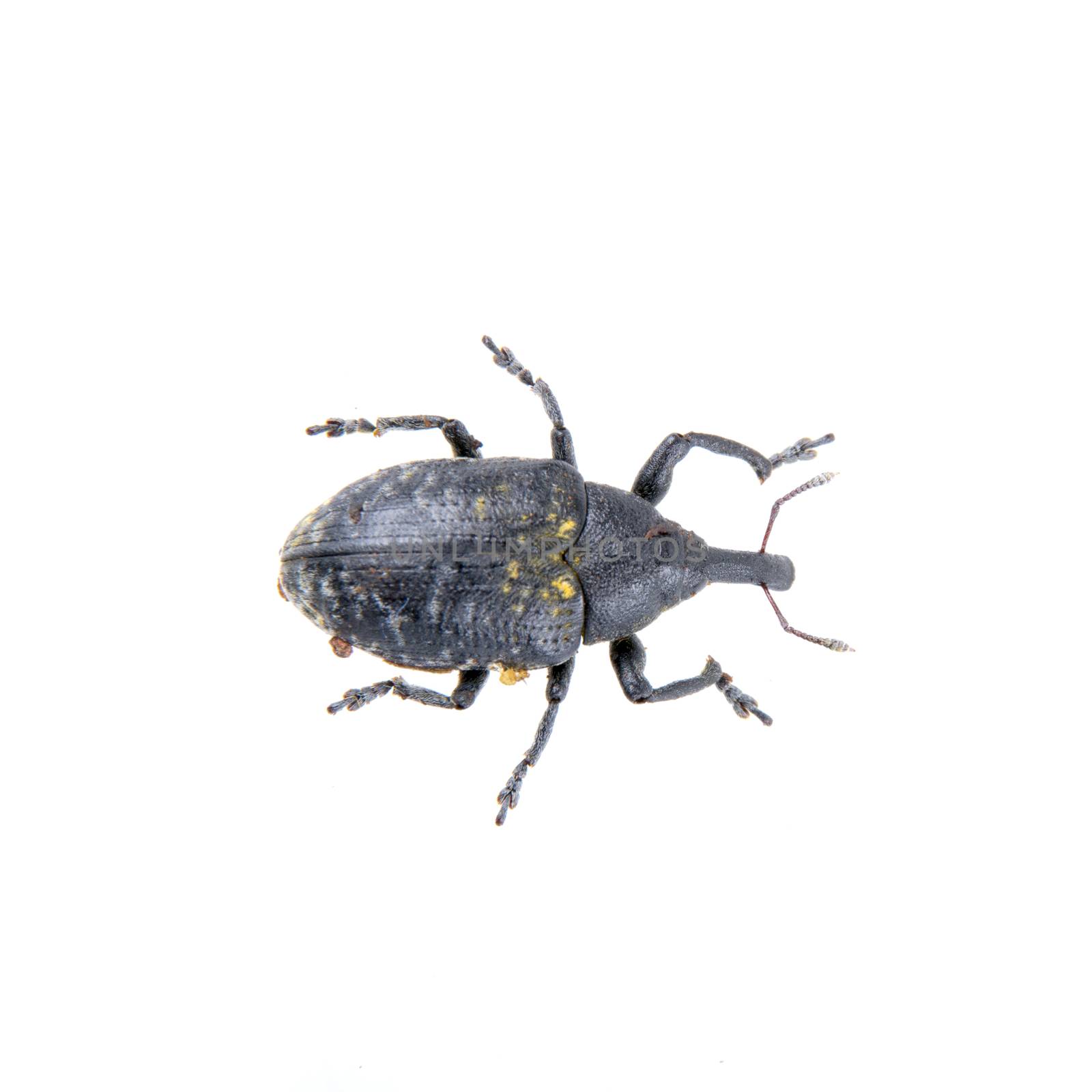 Black bug with yellow dots isolated on a white background