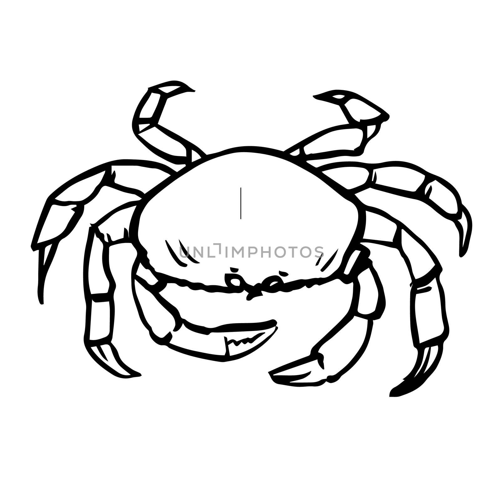 freehand sketch illustration of crab, doodle hand drawn